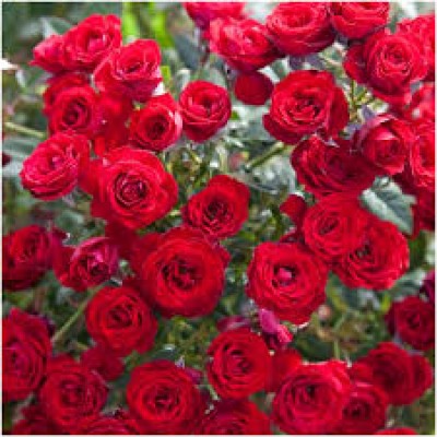 Trandafir pitic rosu Red C3